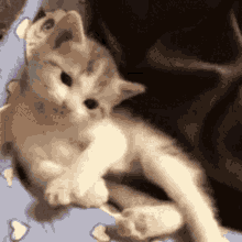 Cute Cat GIF - Cute Cat Sup GIFs
