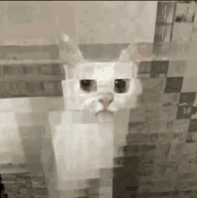 Cat Minecraft GIF - Cat Minecraft GIFs