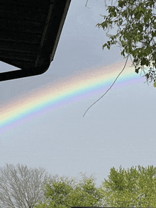 a rainbow is visible in the sky above the trees