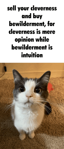 a gray and white cat is looking up at the camera with a caption that says sell your cleverness and buy bewilderment