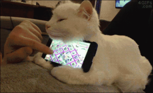 好笑 Funny GIF - 好笑 Funny Cats - Discover & Share GIFs 好笑 Funny GIF - 好笑 Funny Cats - Discover & Share GIFs
