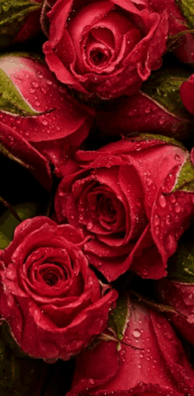 Wow Rose Lovely Red GIF