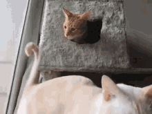 Cat Tail GIF - Cat Tail Smack GIFs
