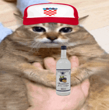 a cat wearing a red white and blue hat holds a bottle of plum vodka