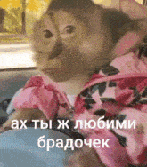 a monkey is sitting in a car with a pink jacket on
