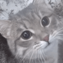 a close up of a cat 's face looking at the camera .