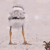 a small bird is standing on its hind legs on a sandy beach next to a goat wearing sunglasses .