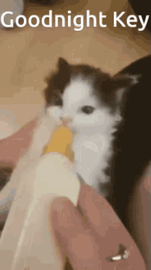 Baby Cat GIF - Baby Cat GIFs