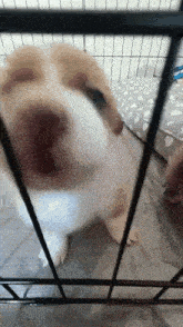 a close up of a puppy behind a fence .
