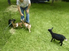 Boom!  GIF - Goat Jump Kick GIFs
