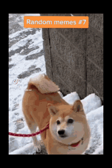 Dog Deing From Snow GIF - Dog Deing From Snow GIFs