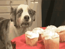Funny Animals Dog GIF - Funny Animals Dog Cupcakes GIFs