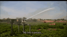 Potato Live GIF - Potato Live GIFs