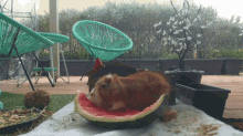 guinea pig hamilton watermelon quick eat eating watermelon