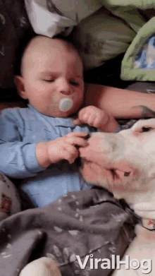 Dog Licking A Baby Cuddle GIF