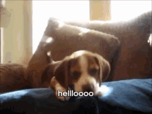 Puppy Howling GIF - Puppy Howling GIFs