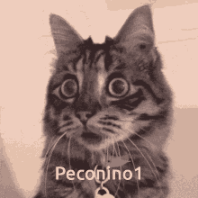 Peconino Wow GIF - Peconino Wow Cat GIFs