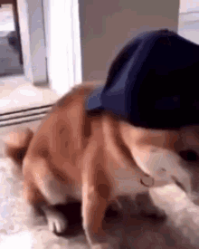 Dog Dog With Cap GIF - Dog Dog With Cap Shiba Inu GIFs