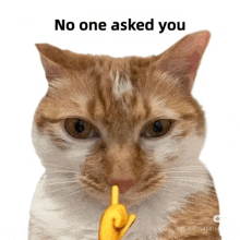 a cat with a yellow finger in its mouth and the words no one asked you below it