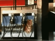 Esso Tiger GIF - Esso Tiger Esso Gas GIFs