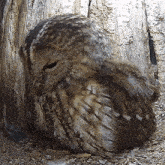 Incubating Tawny Owl GIF - Incubating Tawny Owl Robert E Fuller GIFs