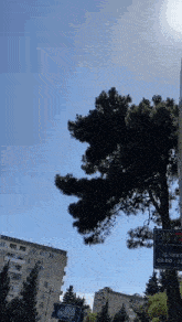a tree with a sign that says ' aliyev ' on it