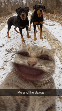 a picture of two dogs and a cat with the caption me and the dawgs on the bottom