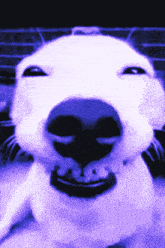 a close up of a white dog 's nose with a purple background