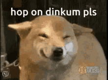 Hop On Dinkum Hop On Dinkum Pls GIF - Hop On Dinkum Hop On Dinkum Pls Dingo GIFs