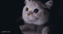 Cat Watching The Laptop Light On Cat Meme GIF