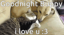 Goodnight Cat GIF - Goodnight Cat Dog GIFs