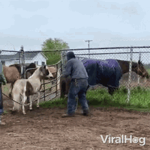 Trying To Get Away Viralhog GIF - Trying To Get Away Viralhog Escaping Pony GIFs