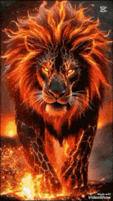 a lion with a fire mane is walking through a fire filled field .