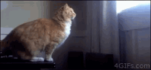 Time For A Diet GIF - Cat Jump Fail GIFs
