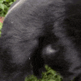 Treyreloaded Gorilla GIF - Treyreloaded Gorilla Monkey GIFs