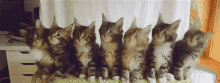 Hoecat Kitten GIF - Hoecat Kitten Cat GIFs
