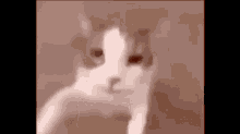 Cat Kissing Screen GIF