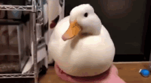 Duck Disappears GIF - Duck Disappears GIFs