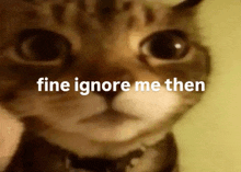 a close up of a cat with the words fine ignore me then behind it