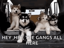 Huskies Puppy GIF