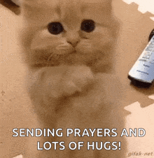 sending prayers sending love kitty cat kitten