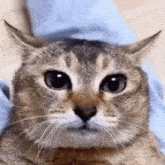 Silly Cat Stare GIF - Silly Cat Stare GIFs