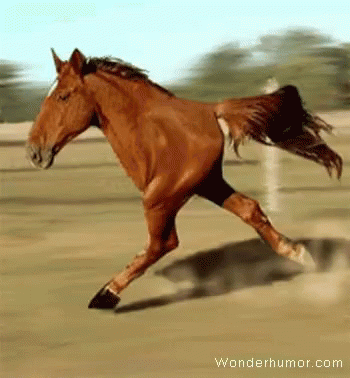 cartoon horse running away