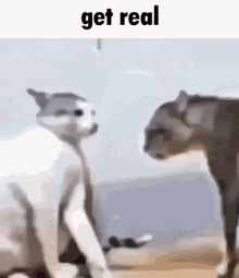 Cat Cat Fight GIF - Cat Cat Fight Get Real GIFs