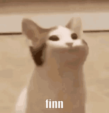 Finn Pop Cat GIF - Finn Pop Cat GIFs