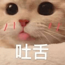 a close up of a cat with its tongue out .