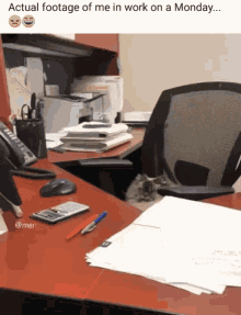 Cat Actual Footage Of Me At Work On Monday GIF