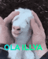 a person petting a goat with the words ola illya written on the bottom