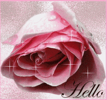 Hello There Rose GIF - Hello There Rose For You GIFs