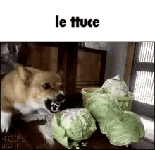 Lettuce Surreal GIF - Lettuce Surreal Meme GIFs